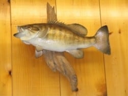 Learn About Mounting Fish
