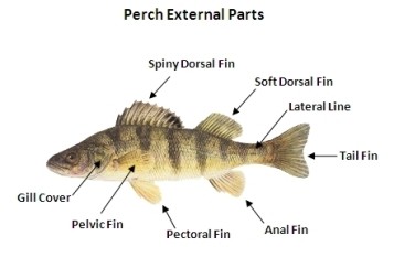 Perch_External_Parts