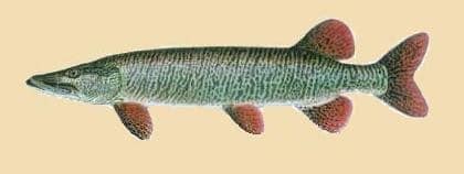 Learn About Tiger Muskie