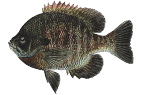Learn About Bluegills