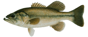 Learn About Largemouth Bass