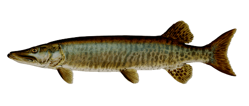 Learn About Muskies