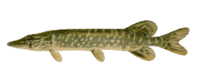 Learn About Northern Pike