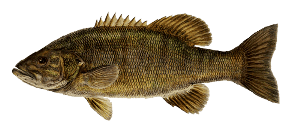 Learn About Smallmouth Bass