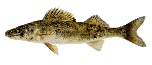 Learn About Walleyes