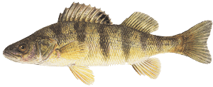 Learn About Yellow Perch